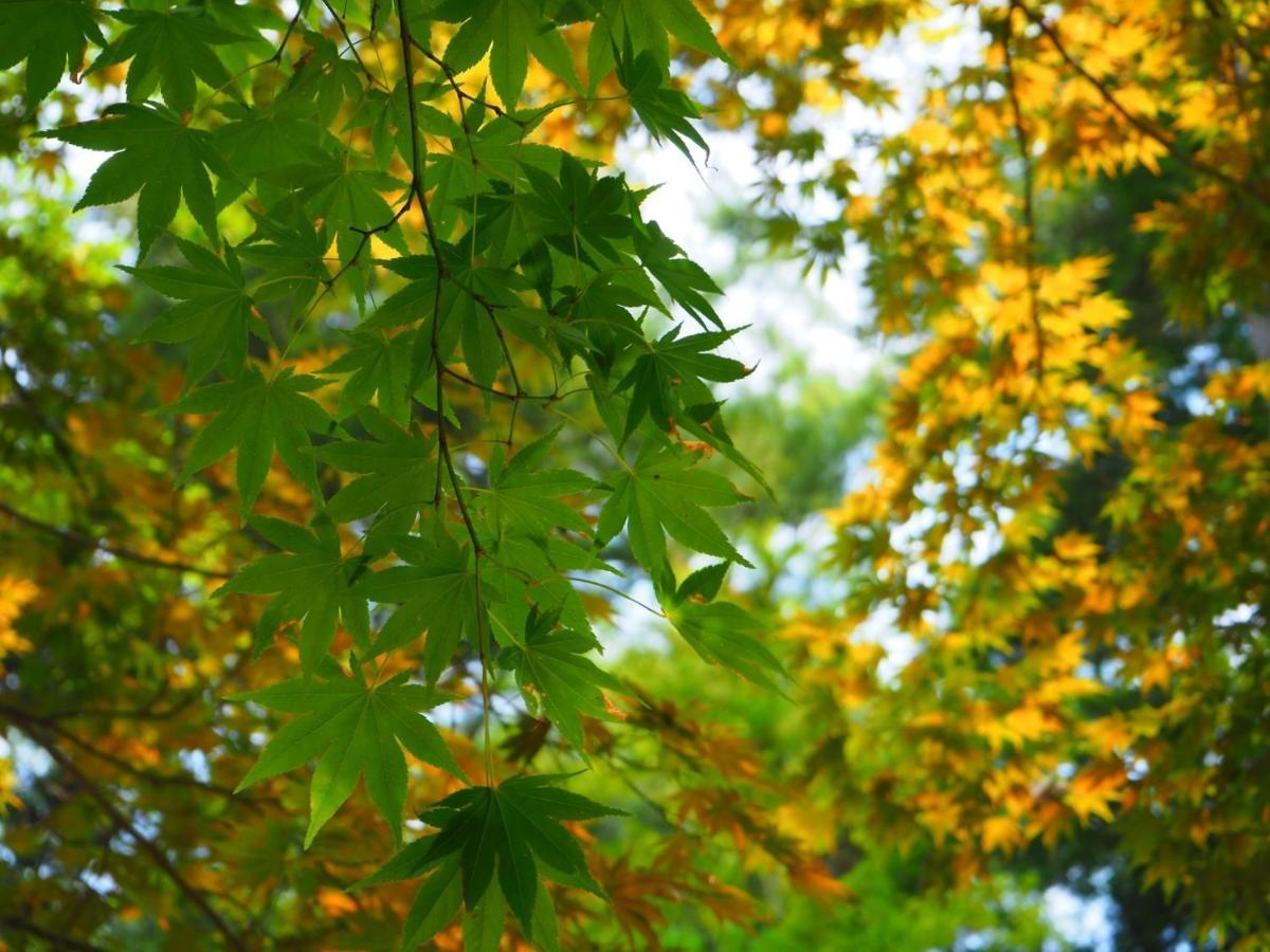 Tamachi Bukeyashiki Hotel - Vacation Stay 20163V Daisen  Exteriör bild